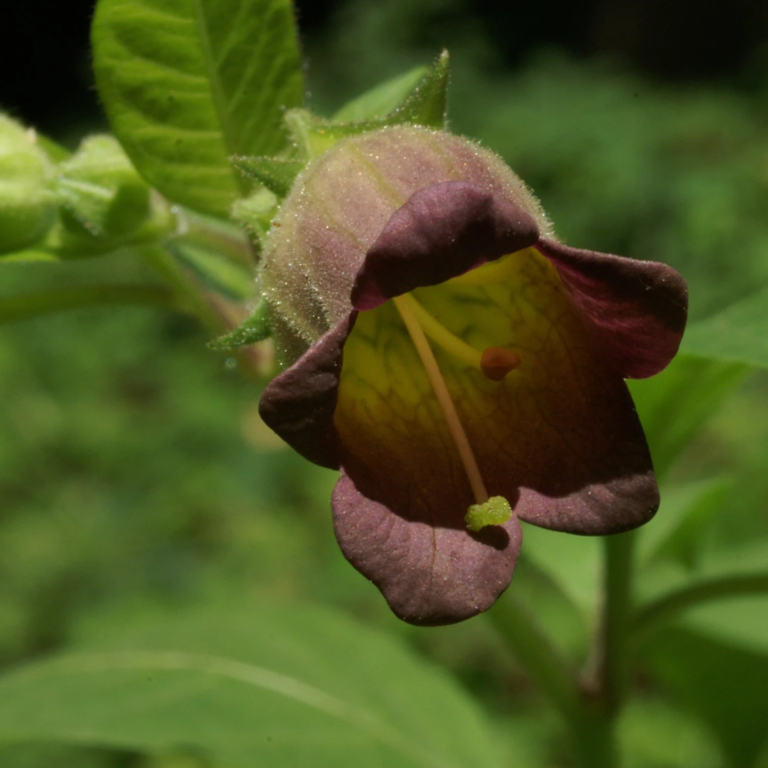FuturePlanter Tollkirsche (Atropa Bella-donna) 2 FuturePlanter Tollkirsche (Atropa Bella-donna)