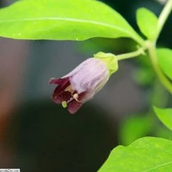 FuturePlanter Tollkirsche (Atropa Bella-donna) 10 FuturePlanter Tollkirsche (Atropa Bella-donna)