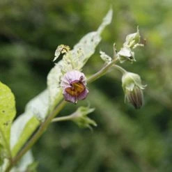 FuturePlanter Tollkirsche (Atropa Bella-donna) 11 FuturePlanter Tollkirsche (Atropa Bella-donna)