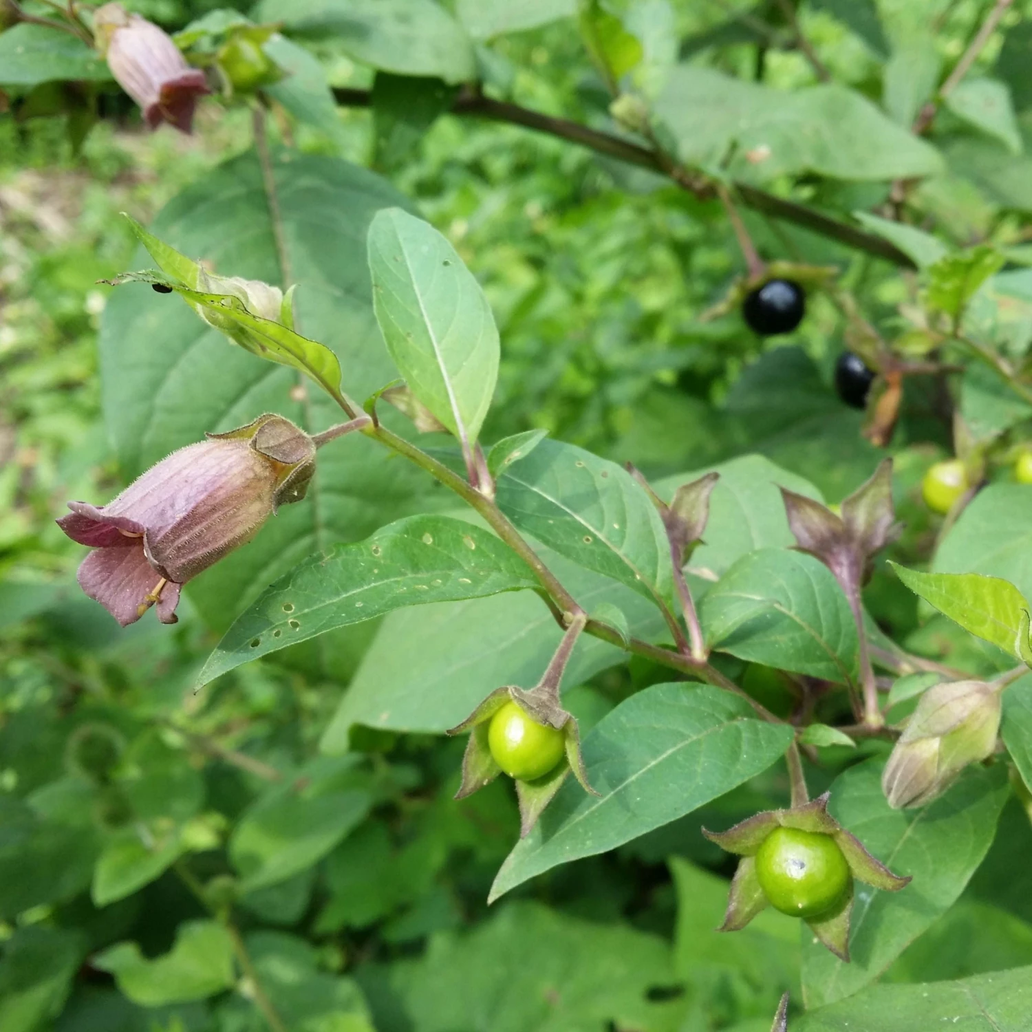 FuturePlanter Tollkirsche (Atropa Bella-donna) 5 FuturePlanter Tollkirsche (Atropa Bella-donna)