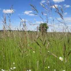 FuturePlanter Aufrechte Trespe (Bromus Erectus) Alle Pflanzen Im Shop