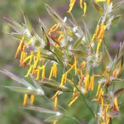 FuturePlanter Aufrechte Trespe (Bromus Erectus) Alle Pflanzen Im Shop