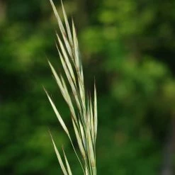 FuturePlanter Aufrechte Trespe (Bromus Erectus) Alle Pflanzen Im Shop