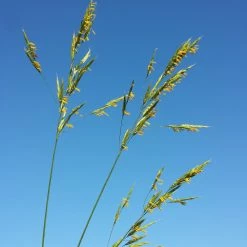 FuturePlanter Aufrechte Trespe (Bromus Erectus) Alle Pflanzen Im Shop