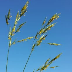 FuturePlanter Aufrechte Trespe (Bromus Erectus) Alle Pflanzen Im Shop