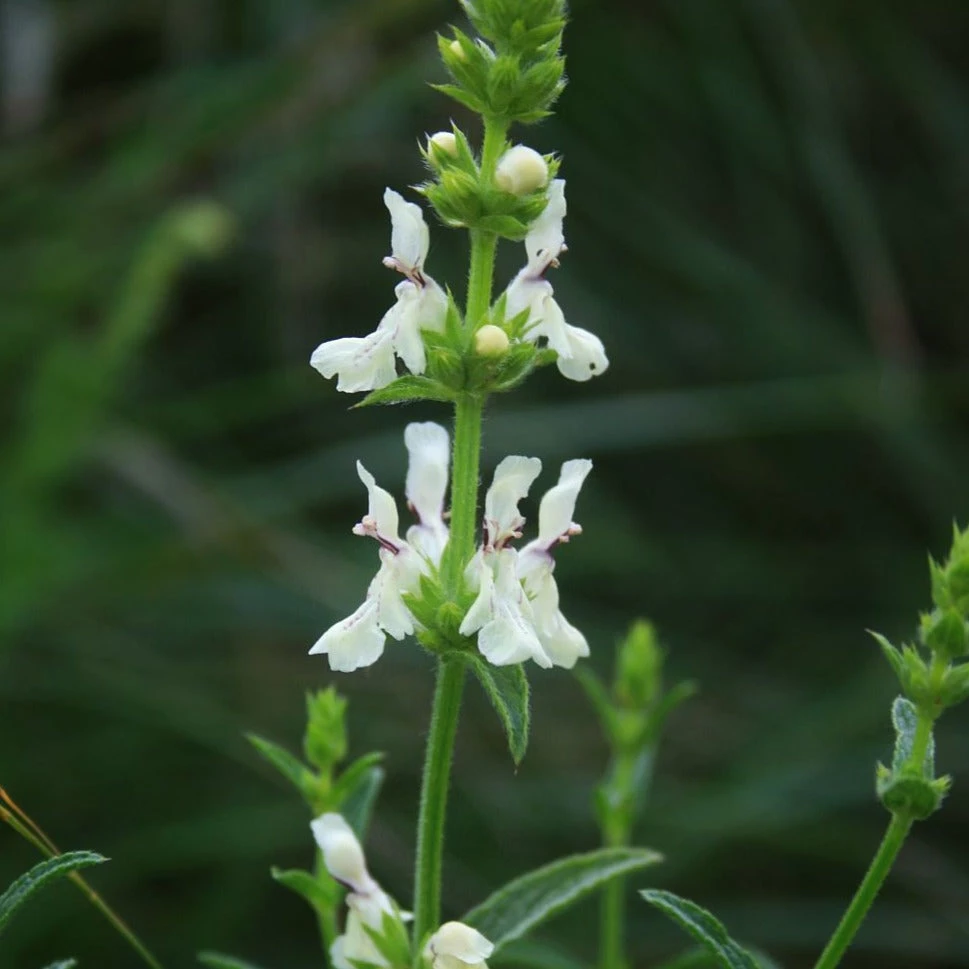 FuturePlanter Alle Pflanzen Im Shop Aufrechter Ziest (Stachys Recta) 3 FuturePlanter Alle Pflanzen Im Shop Aufrechter Ziest (Stachys Recta)
