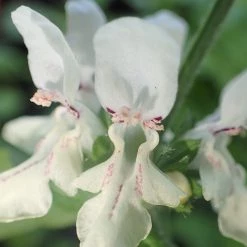 FuturePlanter Alle Pflanzen Im Shop Aufrechter Ziest (Stachys Recta)