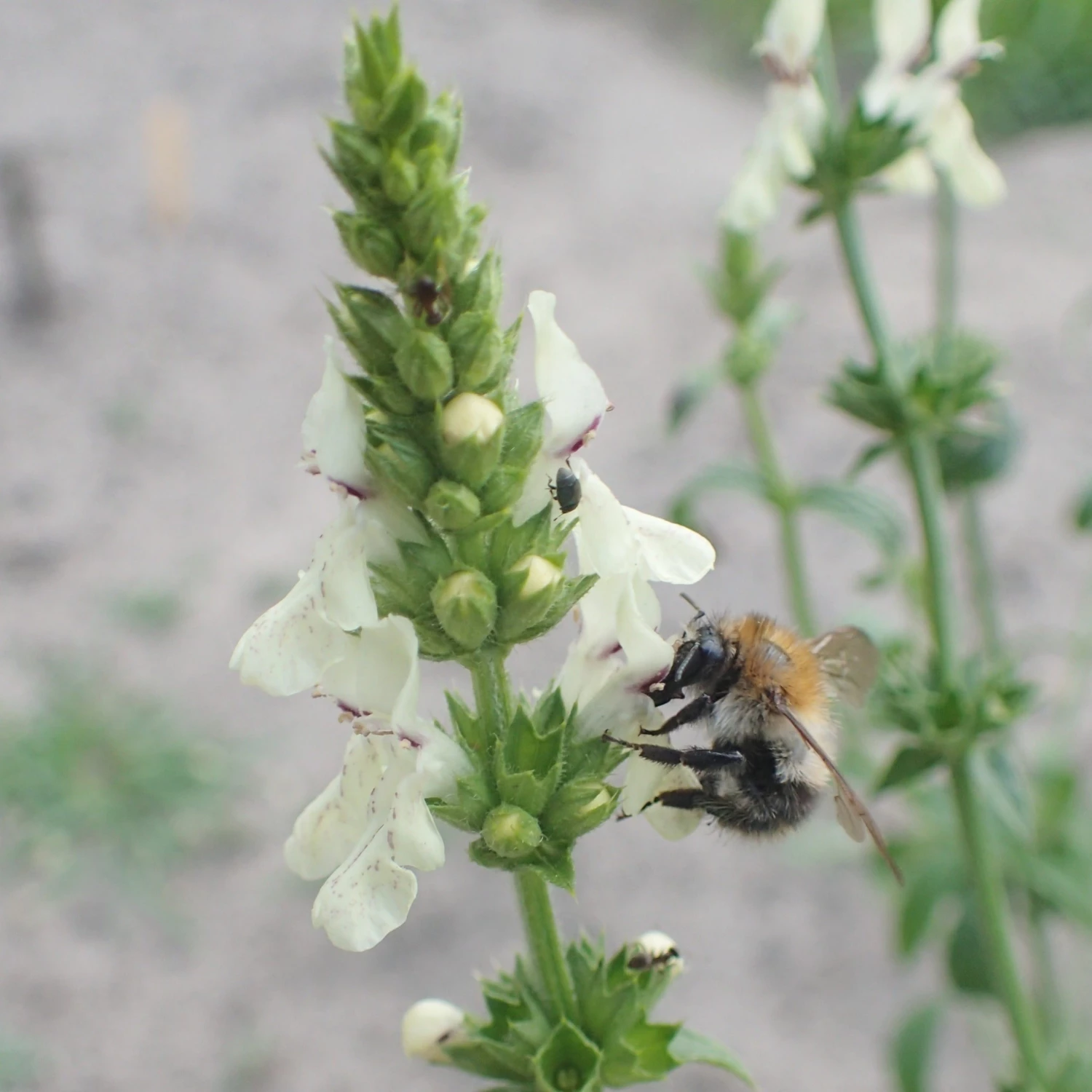 FuturePlanter Alle Pflanzen Im Shop Aufrechter Ziest (Stachys Recta) 1 FuturePlanter Alle Pflanzen Im Shop Aufrechter Ziest (Stachys Recta)