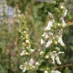 FuturePlanter Alle Pflanzen Im Shop Aufrechter Ziest (Stachys Recta) 15 FuturePlanter Alle Pflanzen Im Shop Aufrechter Ziest (Stachys Recta)