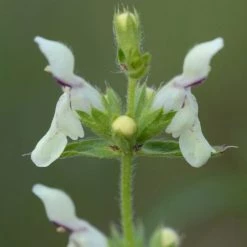 FuturePlanter Alle Pflanzen Im Shop Aufrechter Ziest (Stachys Recta) 12 FuturePlanter Alle Pflanzen Im Shop Aufrechter Ziest (Stachys Recta)