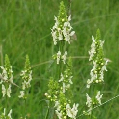 FuturePlanter Alle Pflanzen Im Shop Aufrechter Ziest (Stachys Recta) 14 FuturePlanter Alle Pflanzen Im Shop Aufrechter Ziest (Stachys Recta)