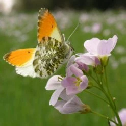 FuturePlanter "Zürich Stadt" Wildstauden-Set