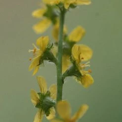 FuturePlanter Alle Pflanzen Im Shop Kleiner Odermennig (Agrimonia Eupatoria)