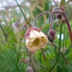 FuturePlanter Bach-Nelkenwurz (Geum Rivale) Alle Pflanzen Im Shop