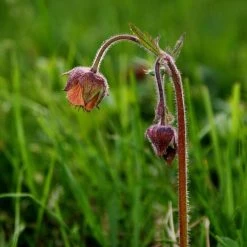 FuturePlanter Bach-Nelkenwurz (Geum Rivale) Alle Pflanzen Im Shop