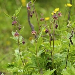 FuturePlanter Bach-Nelkenwurz (Geum Rivale) Alle Pflanzen Im Shop