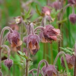 FuturePlanter Bach-Nelkenwurz (Geum Rivale) Alle Pflanzen Im Shop