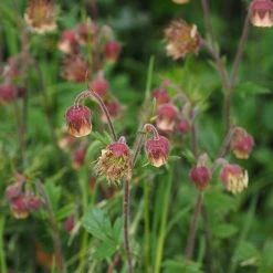 FuturePlanter Bach-Nelkenwurz (Geum Rivale) Alle Pflanzen Im Shop
