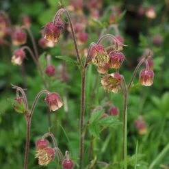 FuturePlanter Bach-Nelkenwurz (Geum Rivale) Alle Pflanzen Im Shop