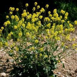 FuturePlanter Barbarakraut (Barbarea Vulgaris)