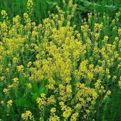 FuturePlanter Barbarakraut (Barbarea Vulgaris)