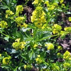 FuturePlanter Barbarakraut (Barbarea Vulgaris)