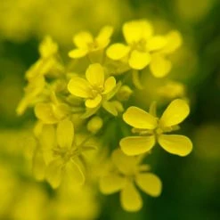 FuturePlanter Barbarakraut (Barbarea Vulgaris)