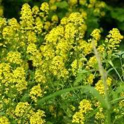 FuturePlanter Barbarakraut (Barbarea Vulgaris)