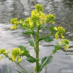 FuturePlanter Barbarakraut (Barbarea Vulgaris)