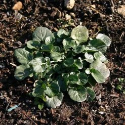 FuturePlanter Barbarakraut (Barbarea Vulgaris)