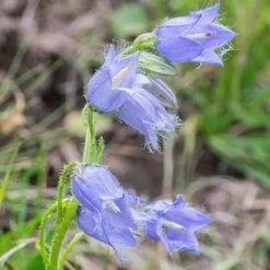 FuturePlanter Bärtige Glockenblume (Campanula Barbata)