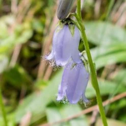 FuturePlanter Bärtige Glockenblume (Campanula Barbata)