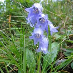 FuturePlanter Bärtige Glockenblume (Campanula Barbata)