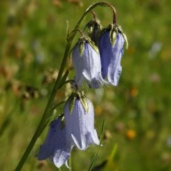 FuturePlanter Bärtige Glockenblume (Campanula Barbata)