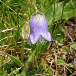 FuturePlanter Bärtige Glockenblume (Campanula Barbata)