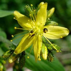 FuturePlanter Behaartes Johanniskraut (Hypericum Hirsutum)