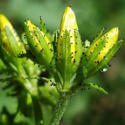 FuturePlanter Behaartes Johanniskraut (Hypericum Hirsutum)