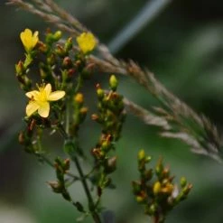 FuturePlanter Behaartes Johanniskraut (Hypericum Hirsutum)
