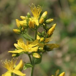 FuturePlanter Behaartes Johanniskraut (Hypericum Hirsutum)