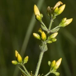 FuturePlanter Behaartes Johanniskraut (Hypericum Hirsutum)