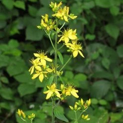 FuturePlanter Behaartes Johanniskraut (Hypericum Hirsutum)