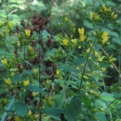 FuturePlanter Behaartes Johanniskraut (Hypericum Hirsutum)