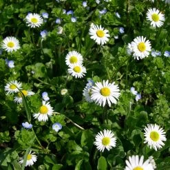FuturePlanter Alle Pflanzen Im Shop Gänseblümchen (Bellis Perennis)