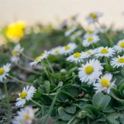 FuturePlanter Alle Pflanzen Im Shop Gänseblümchen (Bellis Perennis)
