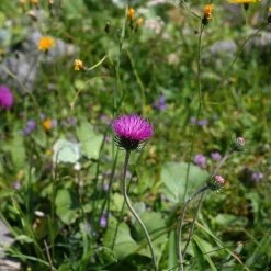 FuturePlanter Berg-Distel (Carduus Defloratus) Alle Pflanzen Im Shop
