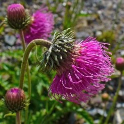 FuturePlanter Berg-Distel (Carduus Defloratus) Alle Pflanzen Im Shop
