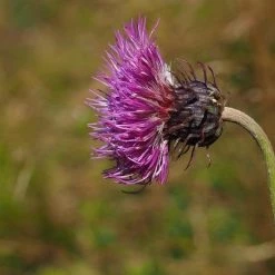 FuturePlanter Berg-Distel (Carduus Defloratus) Alle Pflanzen Im Shop