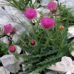 FuturePlanter Berg-Distel (Carduus Defloratus) Alle Pflanzen Im Shop