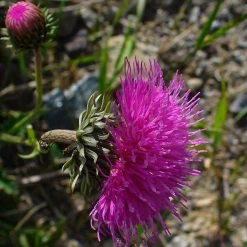 FuturePlanter Berg-Distel (Carduus Defloratus) Alle Pflanzen Im Shop