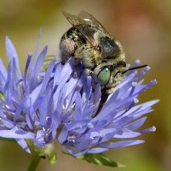FuturePlanter Berg-Sandglöckchen (Jasione Montana)
